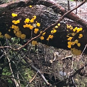 Meet your Posher, Helen